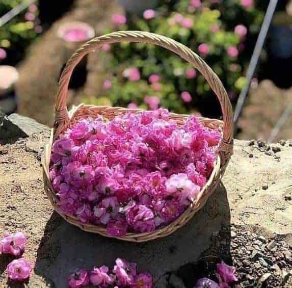 تصویر 4 از گلاب لاله‌ زار کرمان با کیفیت برتر